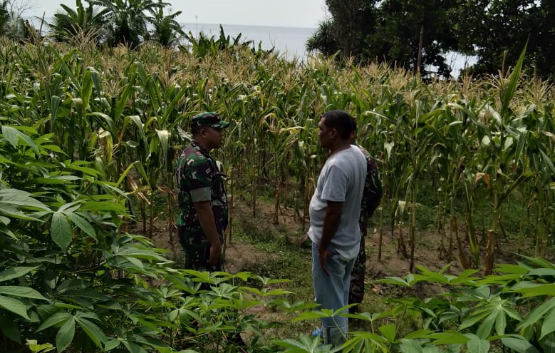 Lahan pertanian jagung Gampong Beurawang